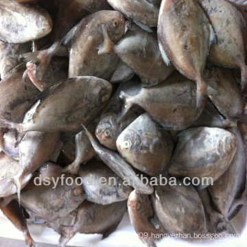 IQF whole round frozen black pomfret